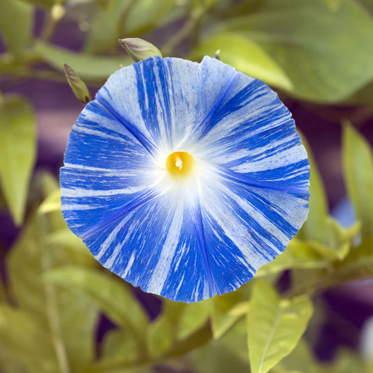 Grootbloemige klimmende winde 'Flying Saucer' - Bakker