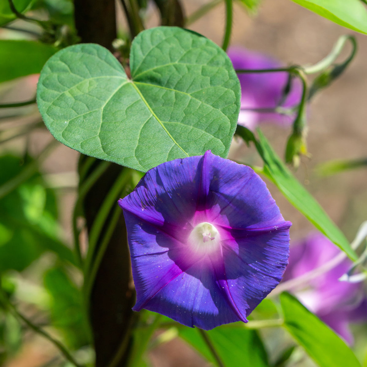 Ipomoea nil - Grootbloemige klimmende winde 'Grandpa Ott' - Eenjarige bloemzaden