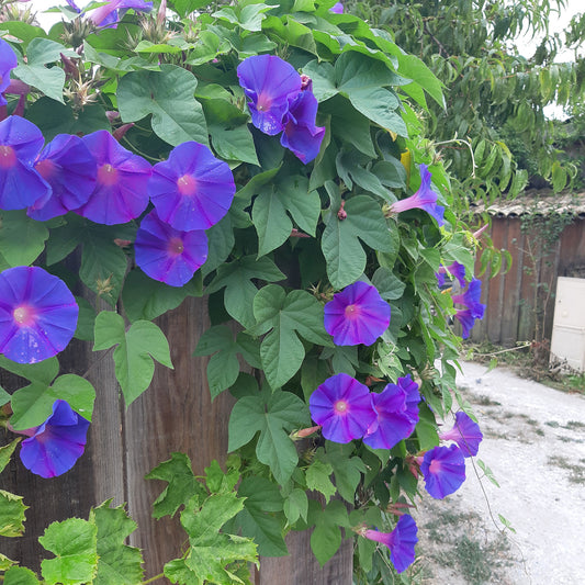 Grootbloemige klimmende winde 'Grandpa Ott' - Bakker