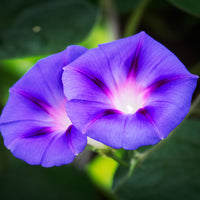Grootbloemige klimmende winde 'Grandpa Ott' - Ipomoea nil - Bakker