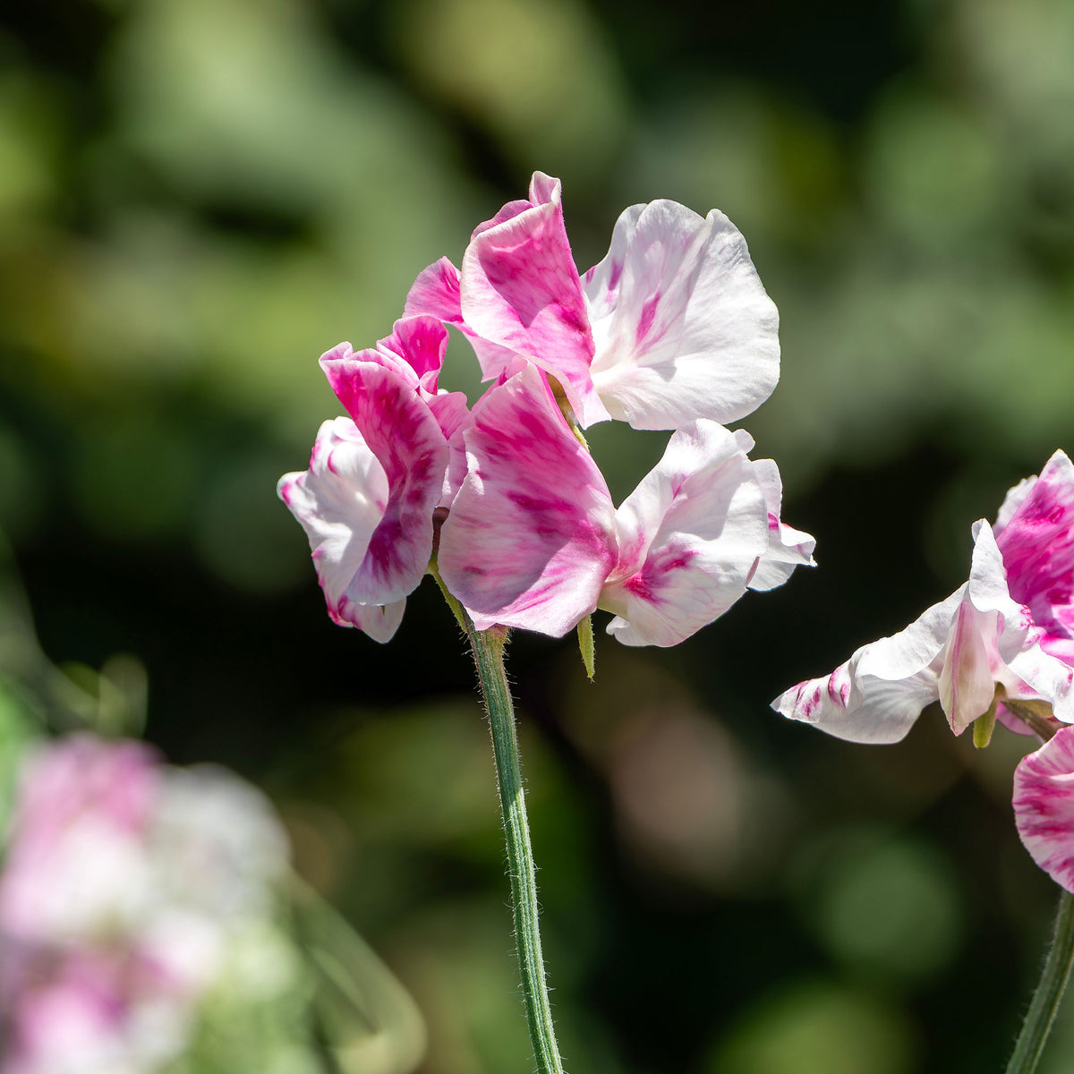 Lathyrus Reukerwt Painted lady - Bakker