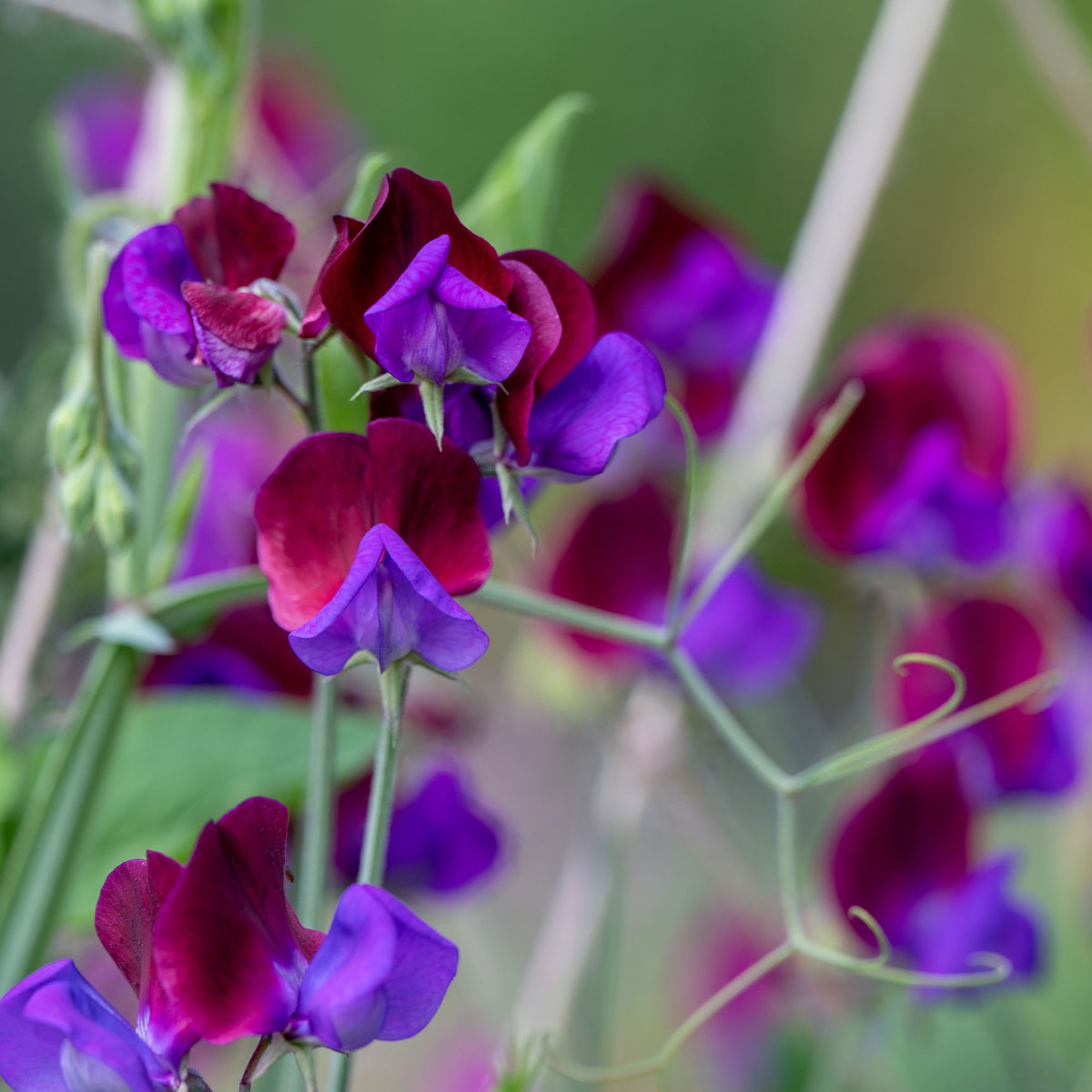 Pronkerwt 'Cupani's Original 1699' - Lathyrus odoratus grandiflorus cupani's original 1699 - Bakker