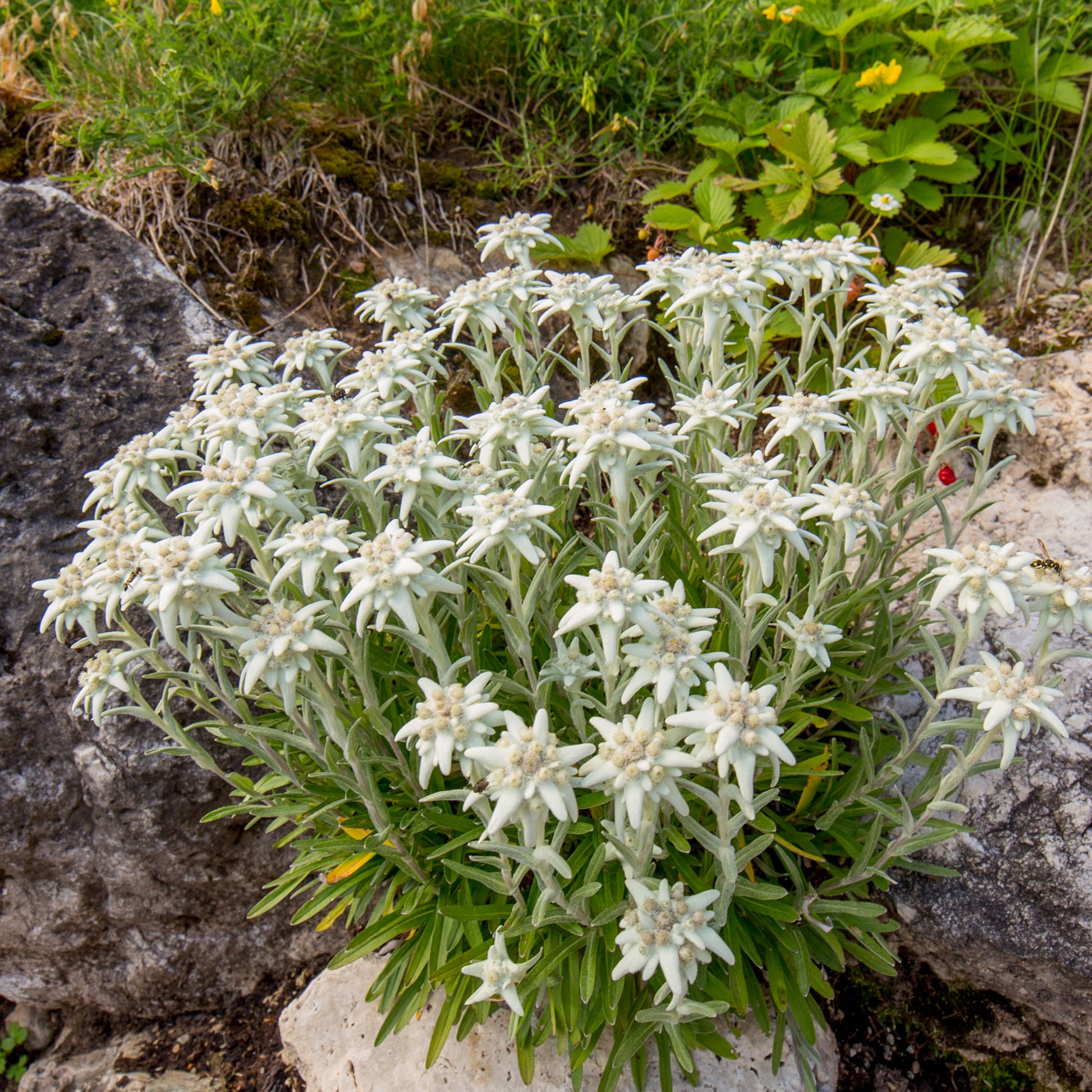 Meerjarige edelweiss - Leontopodium alpinum - Bakker