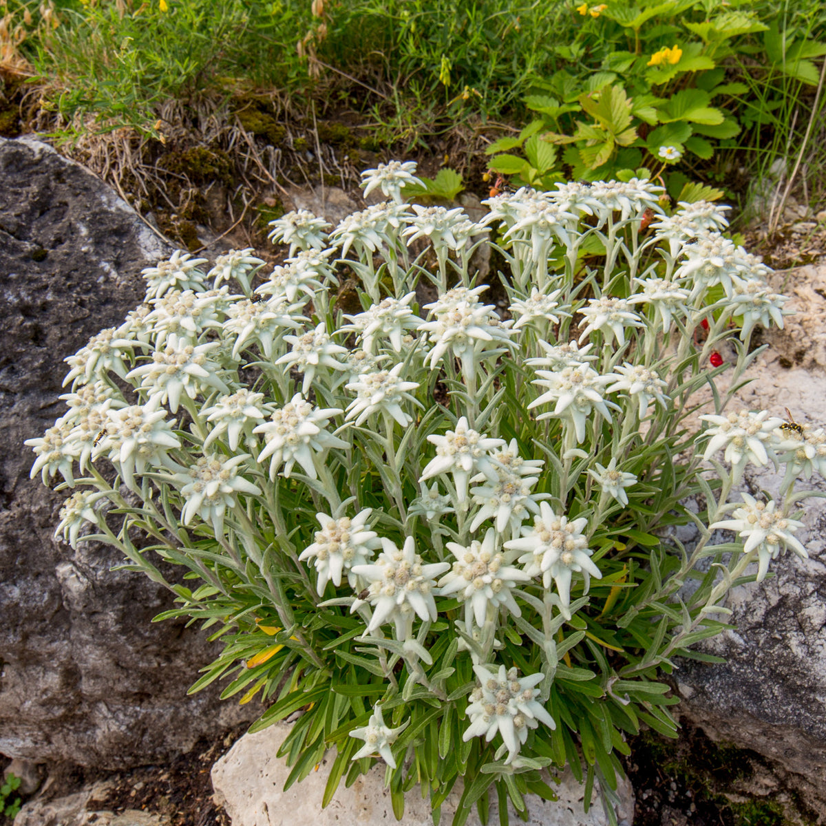 Meerjarige edelweiss - Leontopodium alpinum - Bakker