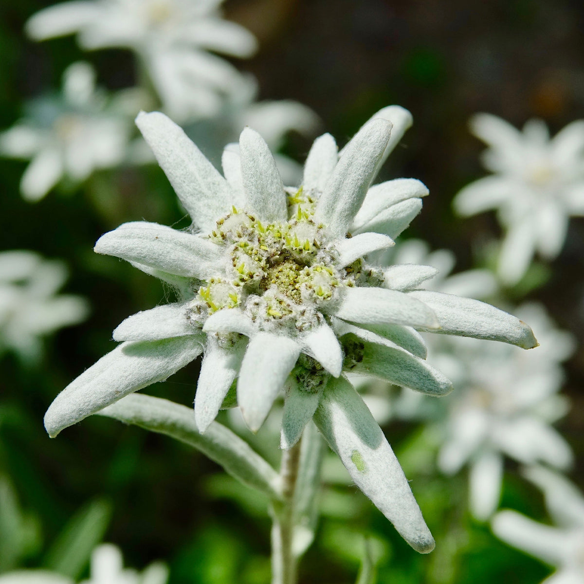 Meerjarige edelweiss - Bakker