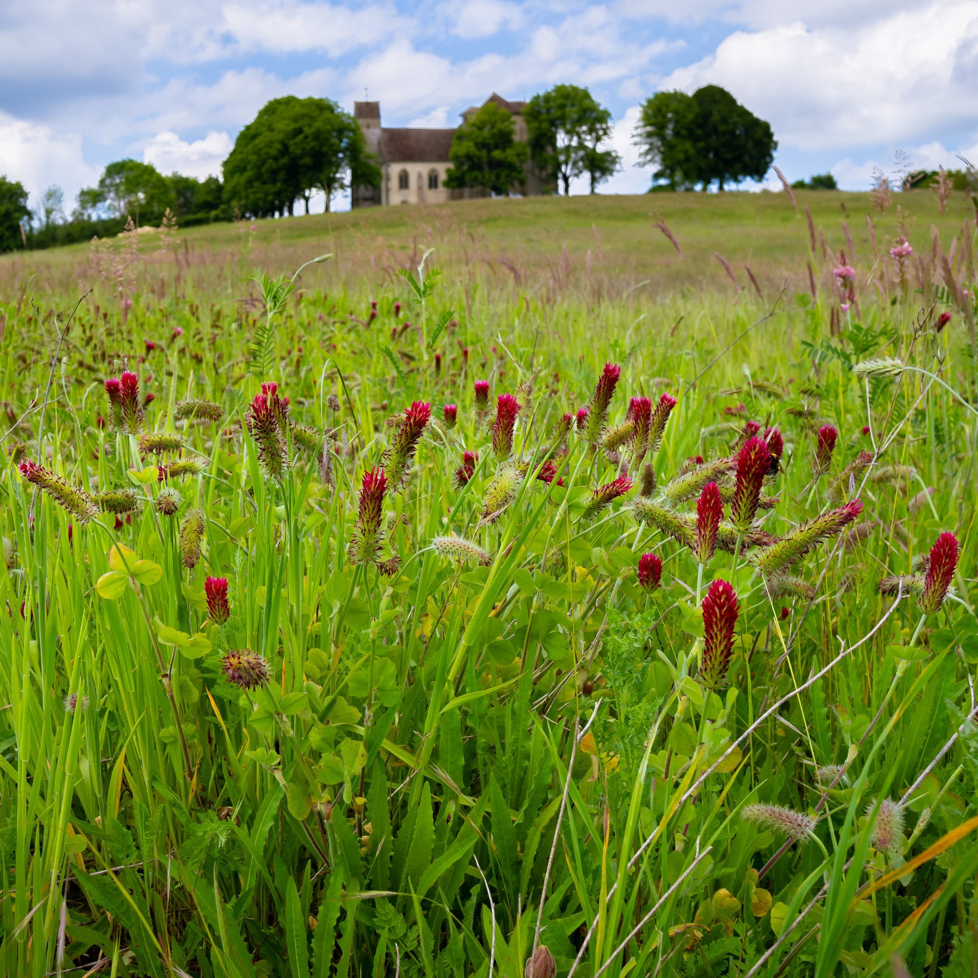 Verkoop Rode klaver - BIO - Trifolium incarnatum