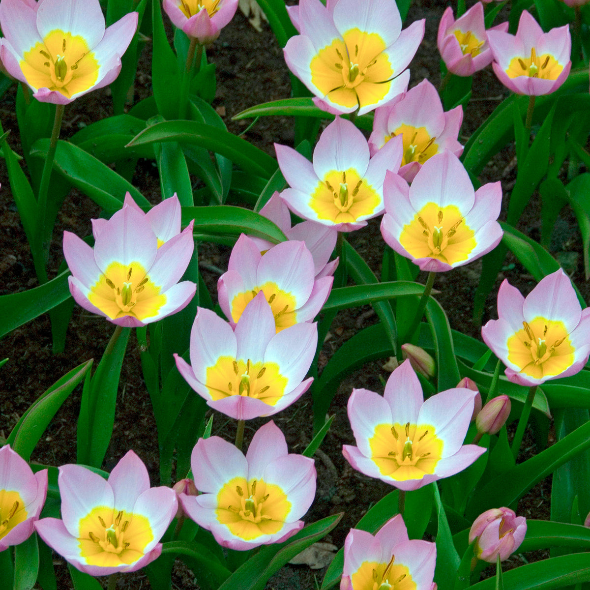 Verkoop Wildtulpen Bakeri Lilac Wonder (x10)