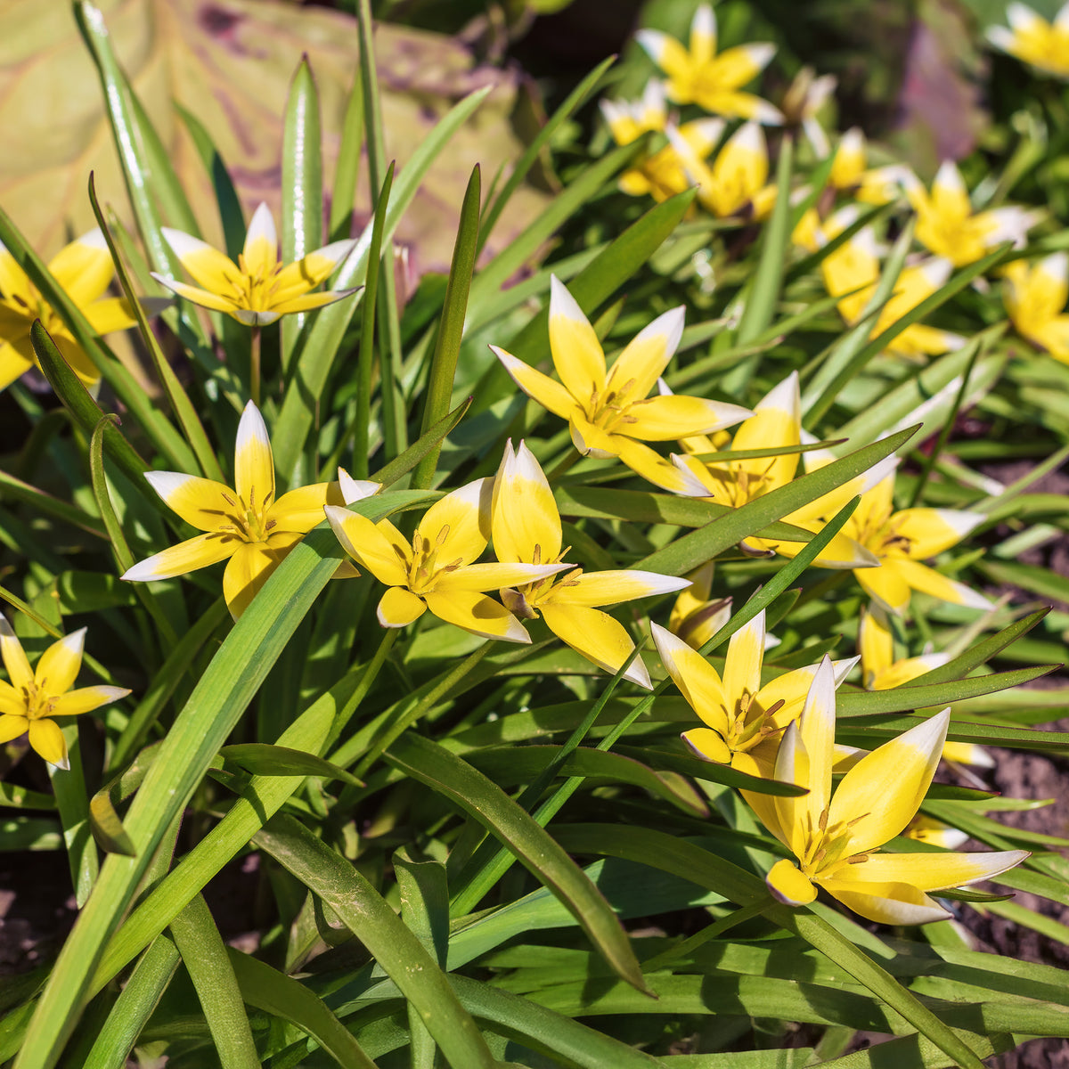 Wildtulpen Tarda (x10) - Bakker