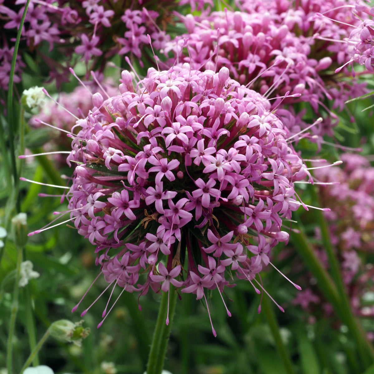 Phuopsis stylosa - Perzische Kruisjesplant - Vaste planten