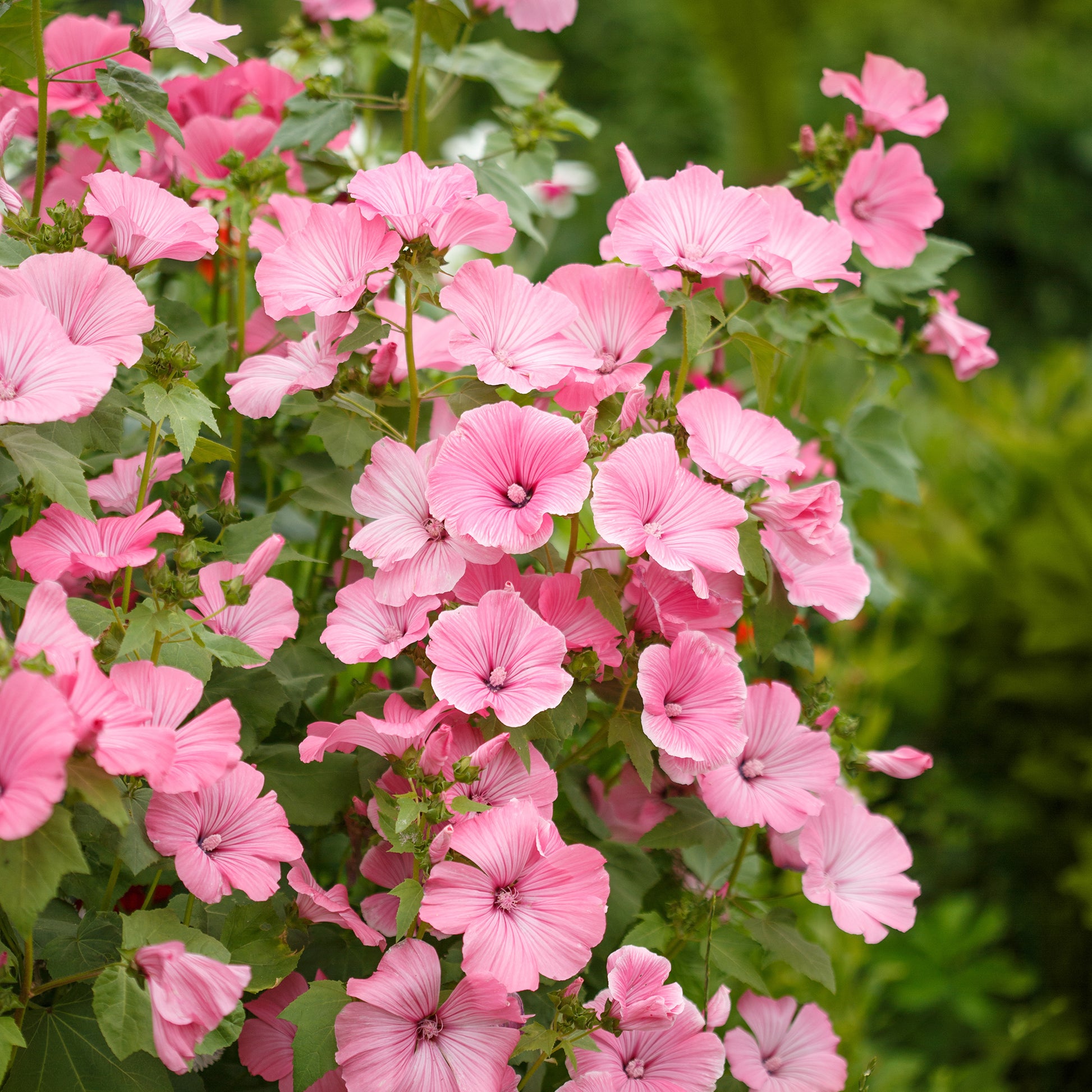 Bloeiende heesters - Struikmalva (x2) - Lavatera