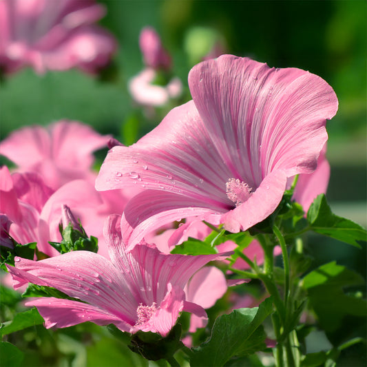 Struikmalva (x2) - Bakker