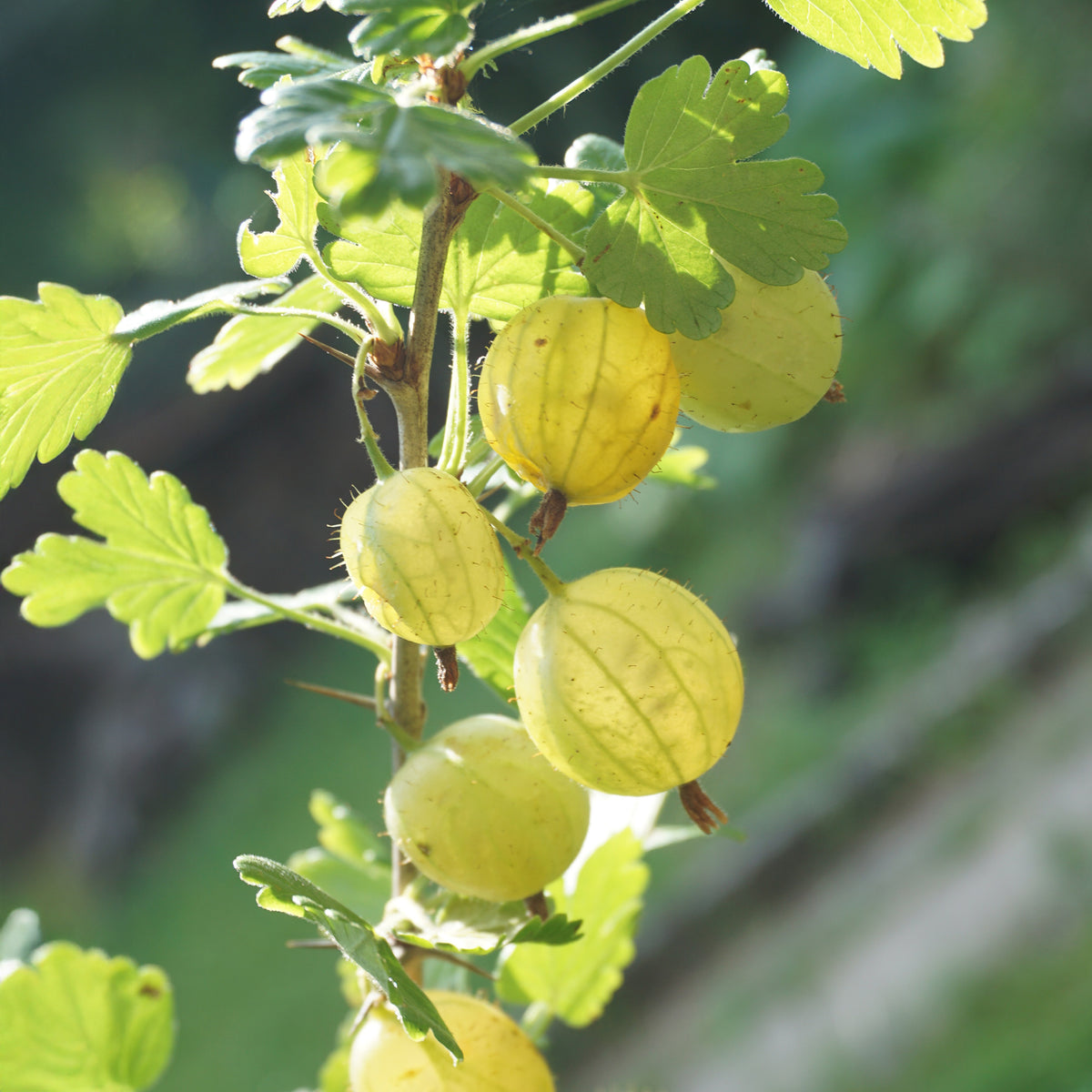 Kruisbes 'Invictica' - Ribes uva-crispa invicta - Bakker