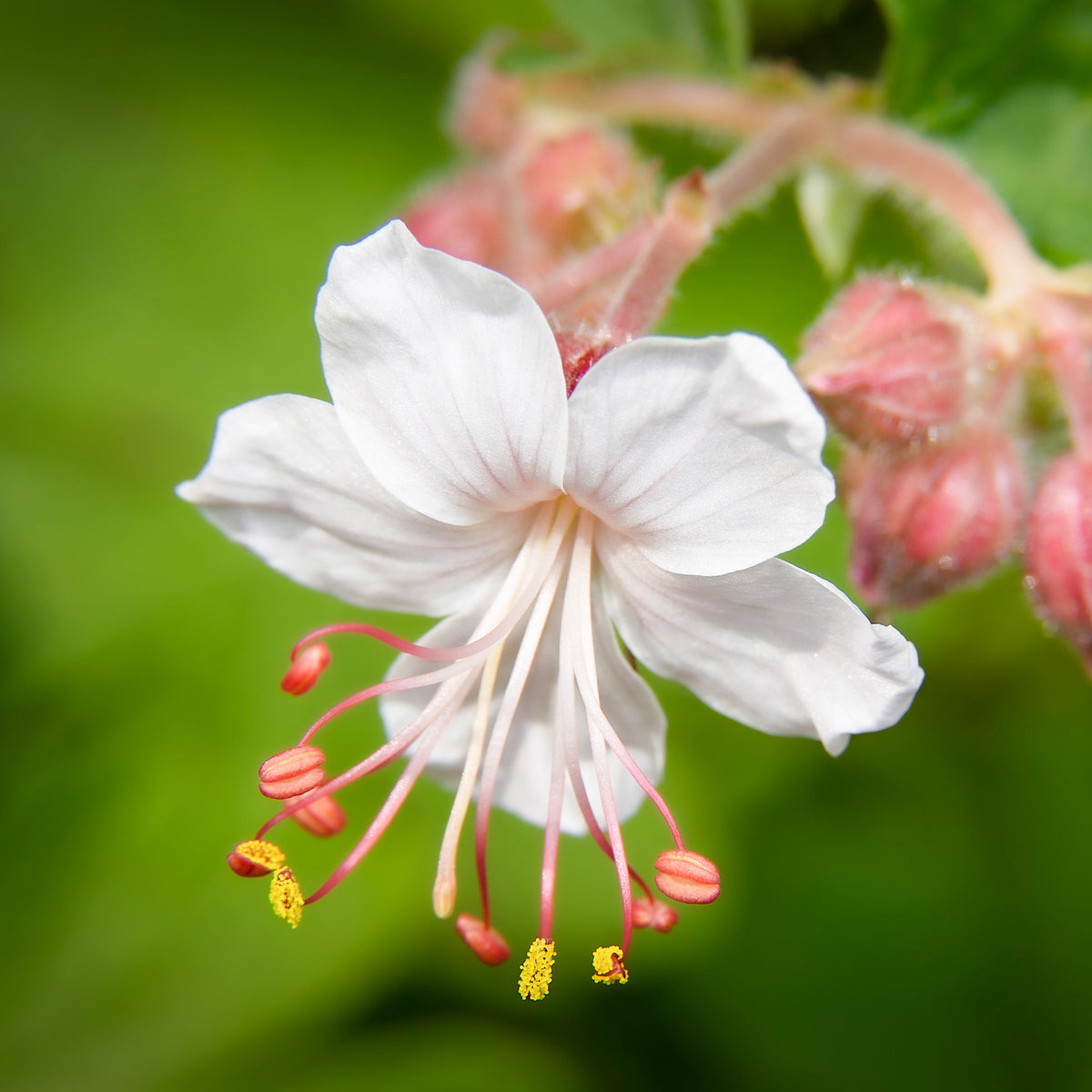 Geraniums - Ooievaarsbek 'Spessart' - Geranium  macrorrhizum Spessart