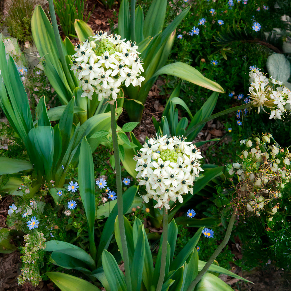 Vogelmelk (x3) - Ornithogalum saundersiae - Bakker