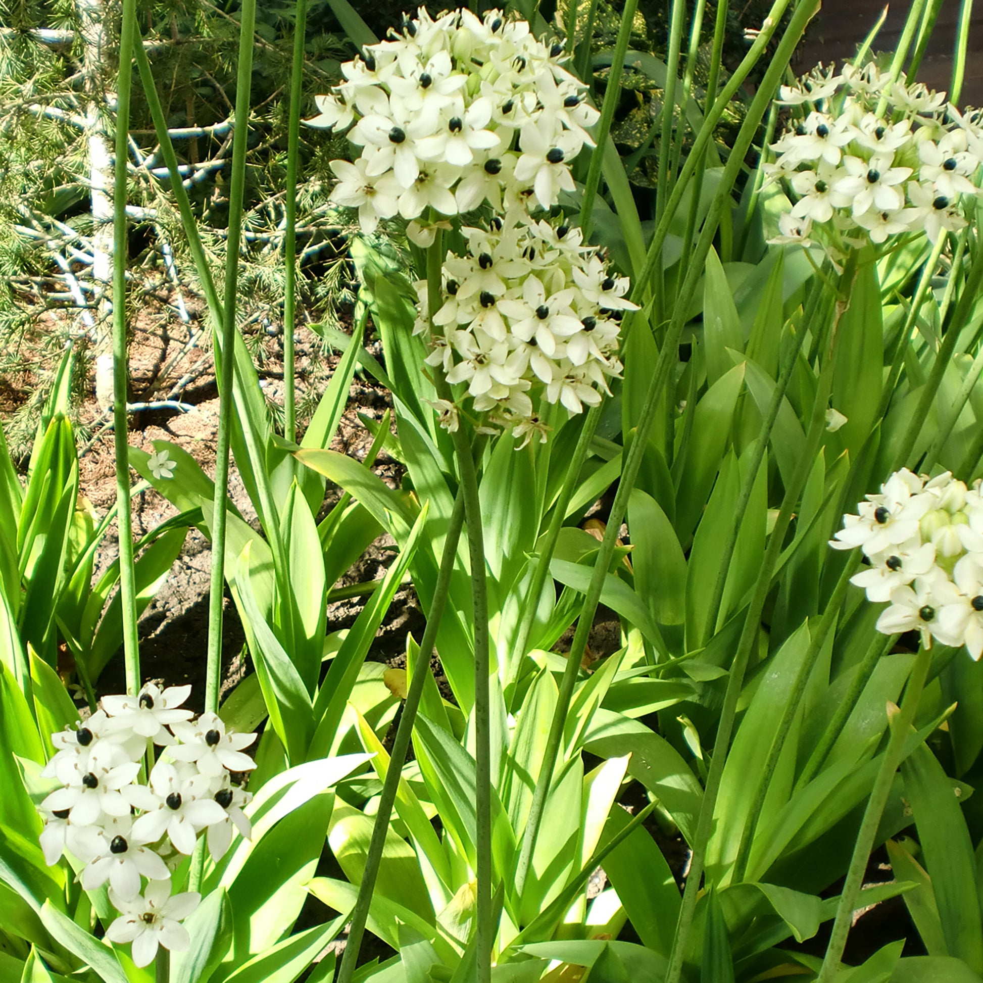 Ornithogalum saundersiae - Vogelmelk (x3) - Voorjaarsbloeiers