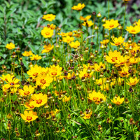 Meisjesogen 'Sterntaler' (x2) - Coreopsis lanceolata sterntaler - Bakker