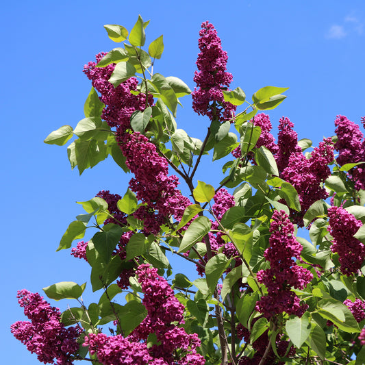 Dubbelbloemige sering - rood - Bakker