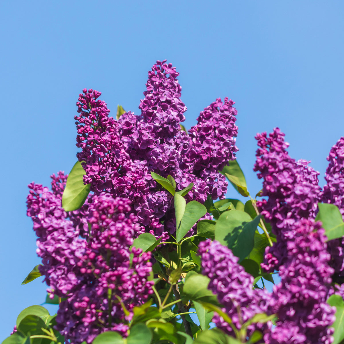 Sering - Dubbelbloemige sering - rood - Syringa vulgaris Charles Joly