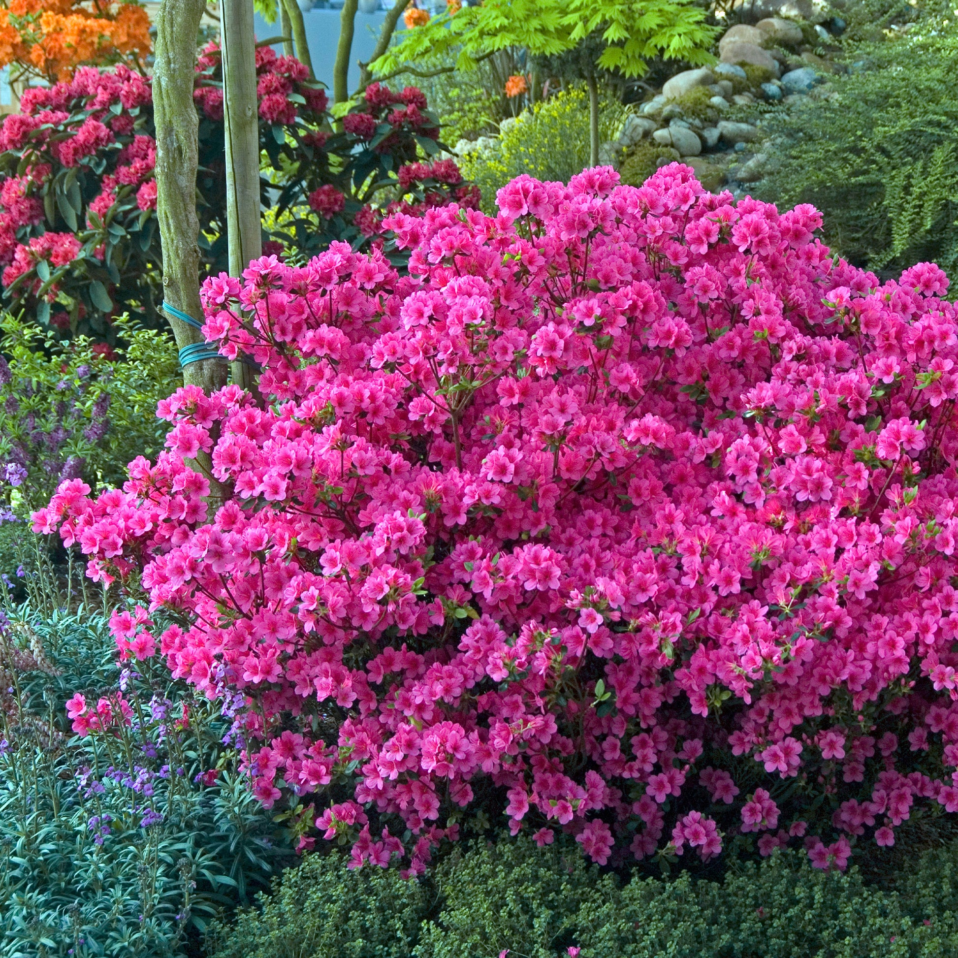 Japanse azalea - roze - Azalea japonica pink - Bakker