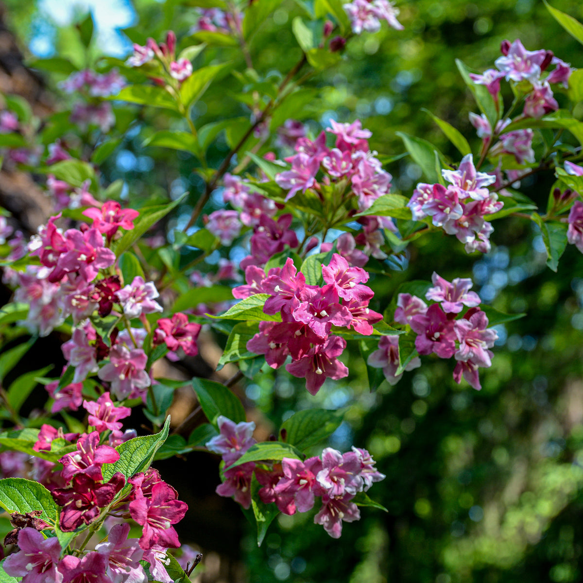 Weigelia 'Pink Princess' - Bakker