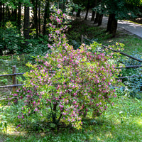Weigelia 'Pink Princess' - Weigela pink princess - Bakker