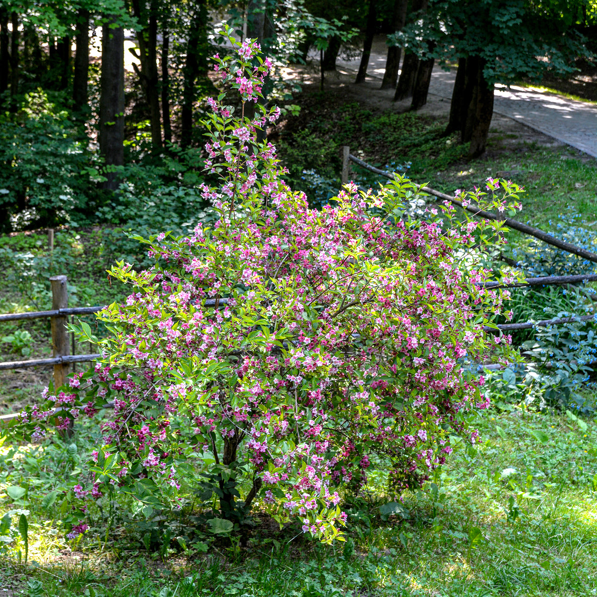 Weigelia 'Pink Princess' - Weigela pink princess - Bakker