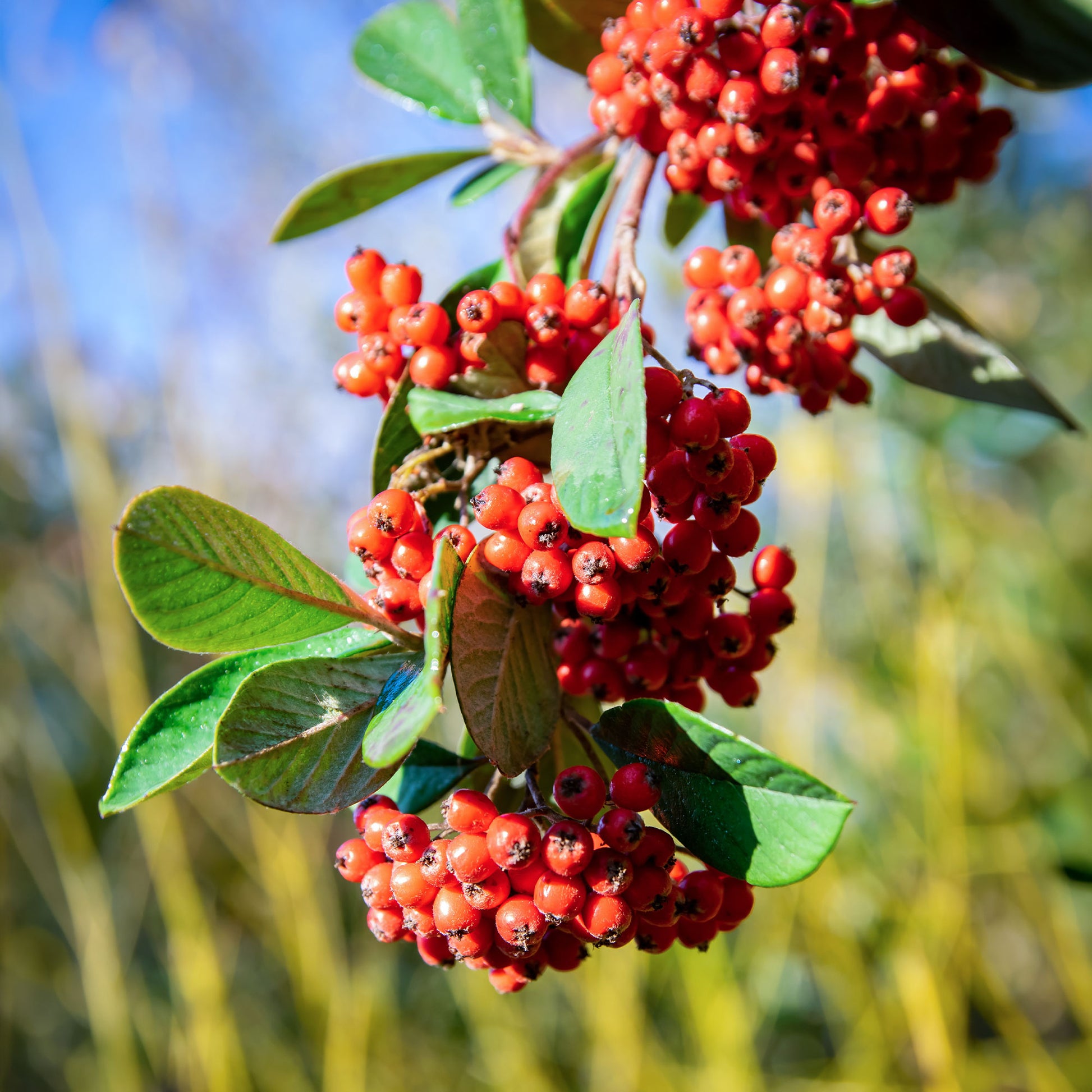 Verkoop Grootbladige dwergmispel - Cotoneaster lacteus
