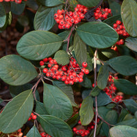 Heesters - Grootbladige dwergmispel - Cotoneaster lacteus