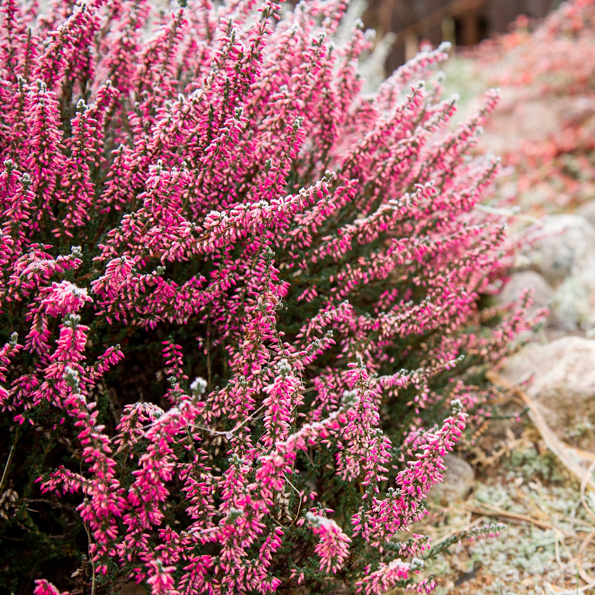 Dopheide 'Marlies' - Bakker