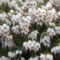 Winterheide 'White Glow' - Erica darleyensis white glow - Bakker