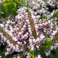 Winterheide 'Silberschmelze' - Erica darleyensis silberschmelze - Bakker