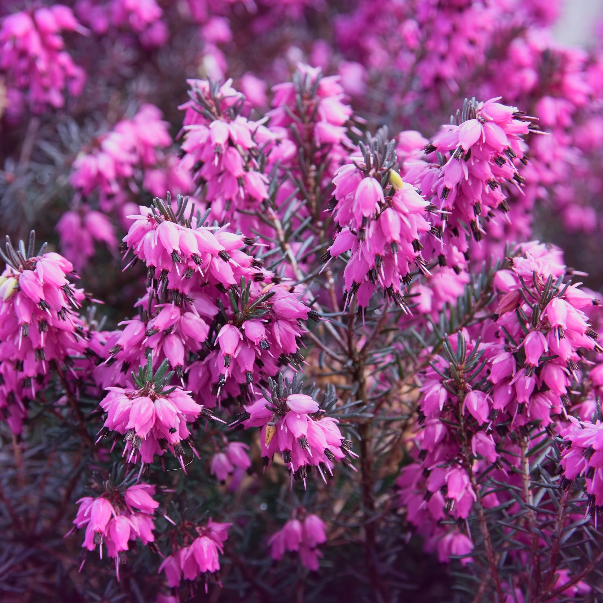 Winterheide 'Winter Belles ® 'Lucie' - Bakker