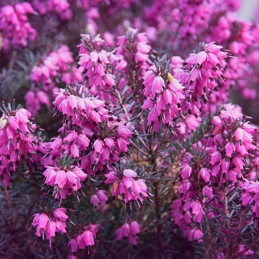 Winterheide 'Winter Belles ® 'Lucie' - Bakker