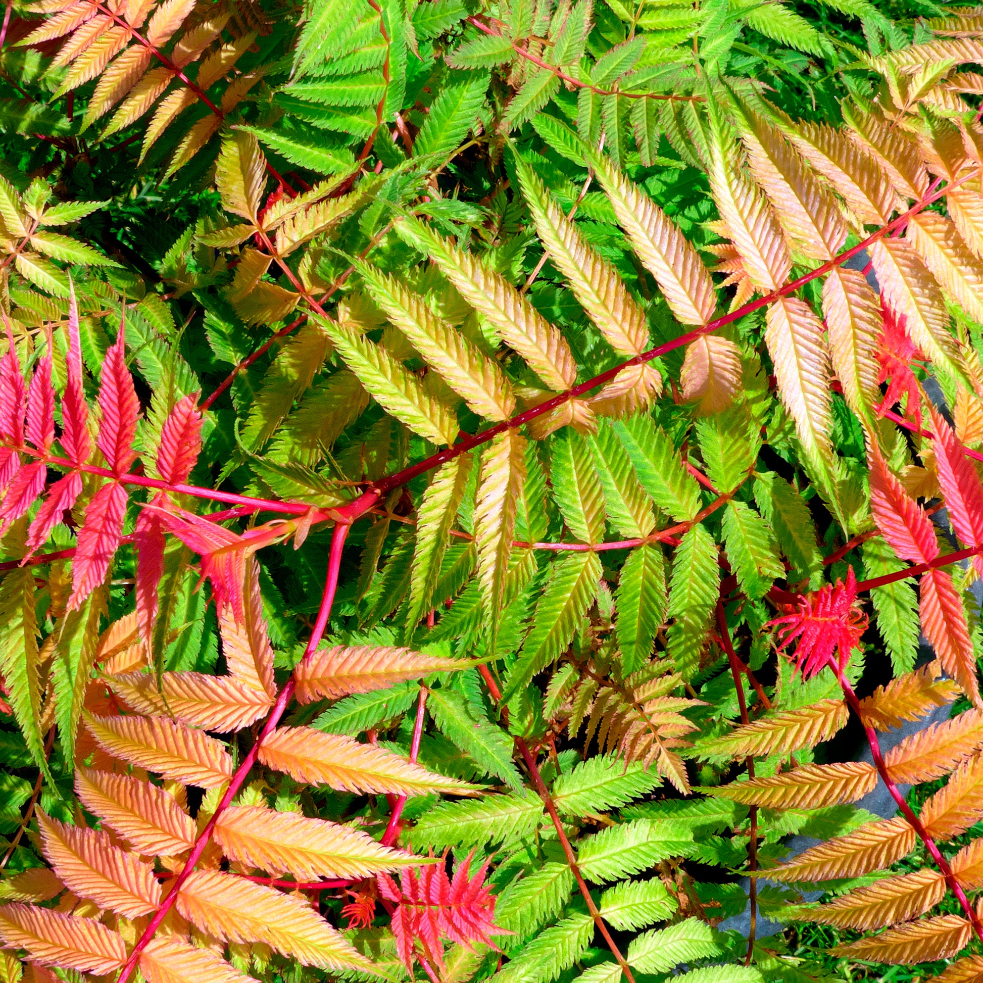 Sorbaria sorbifolia pink hopi ® - Lijsterbesspirea 'Pink Hopi'® - Bloeiende heesters