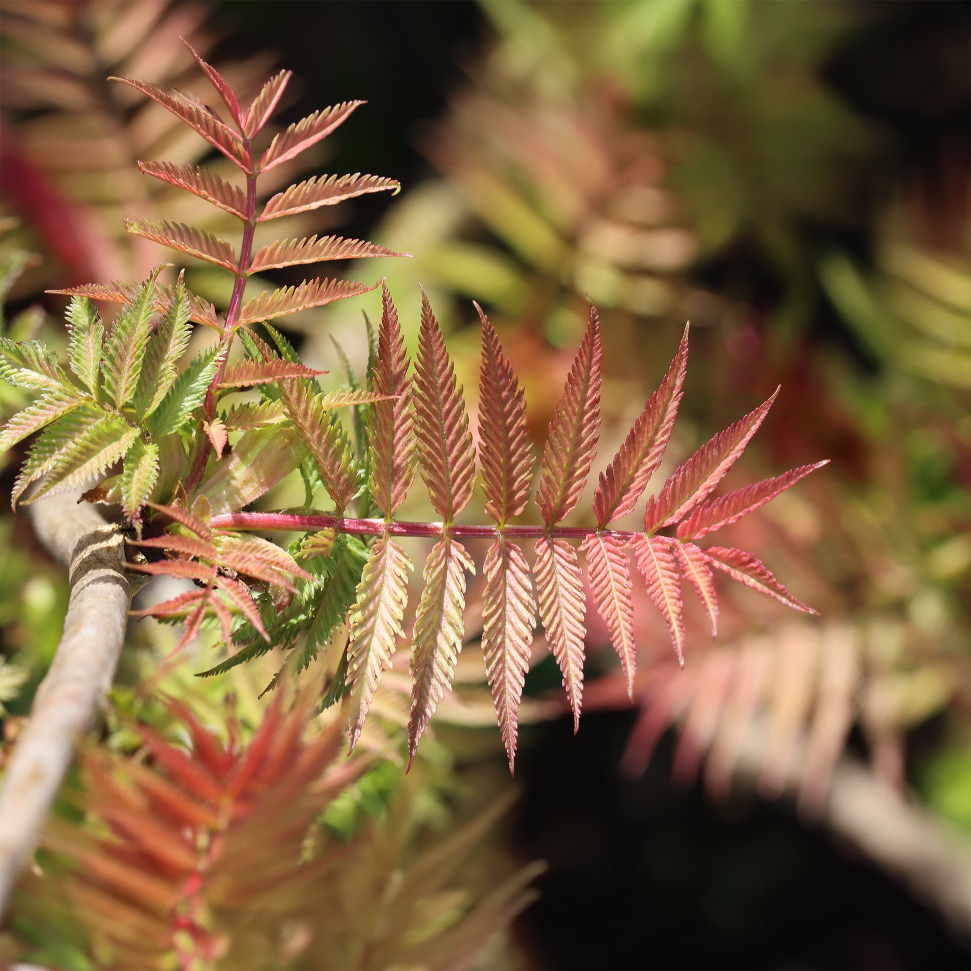 Bloeiende heesters - Lijsterbesspirea 'Pink Hopi'® - Sorbaria sorbifolia pink hopi ®