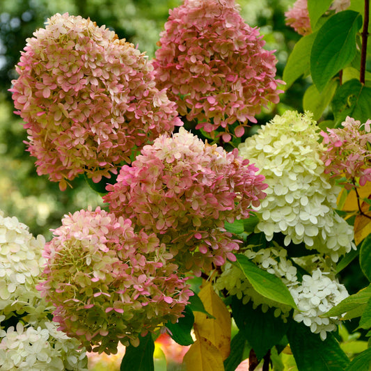 Pluimhortensia 'Romantic Ace'® 'Renvagor' - Bakker