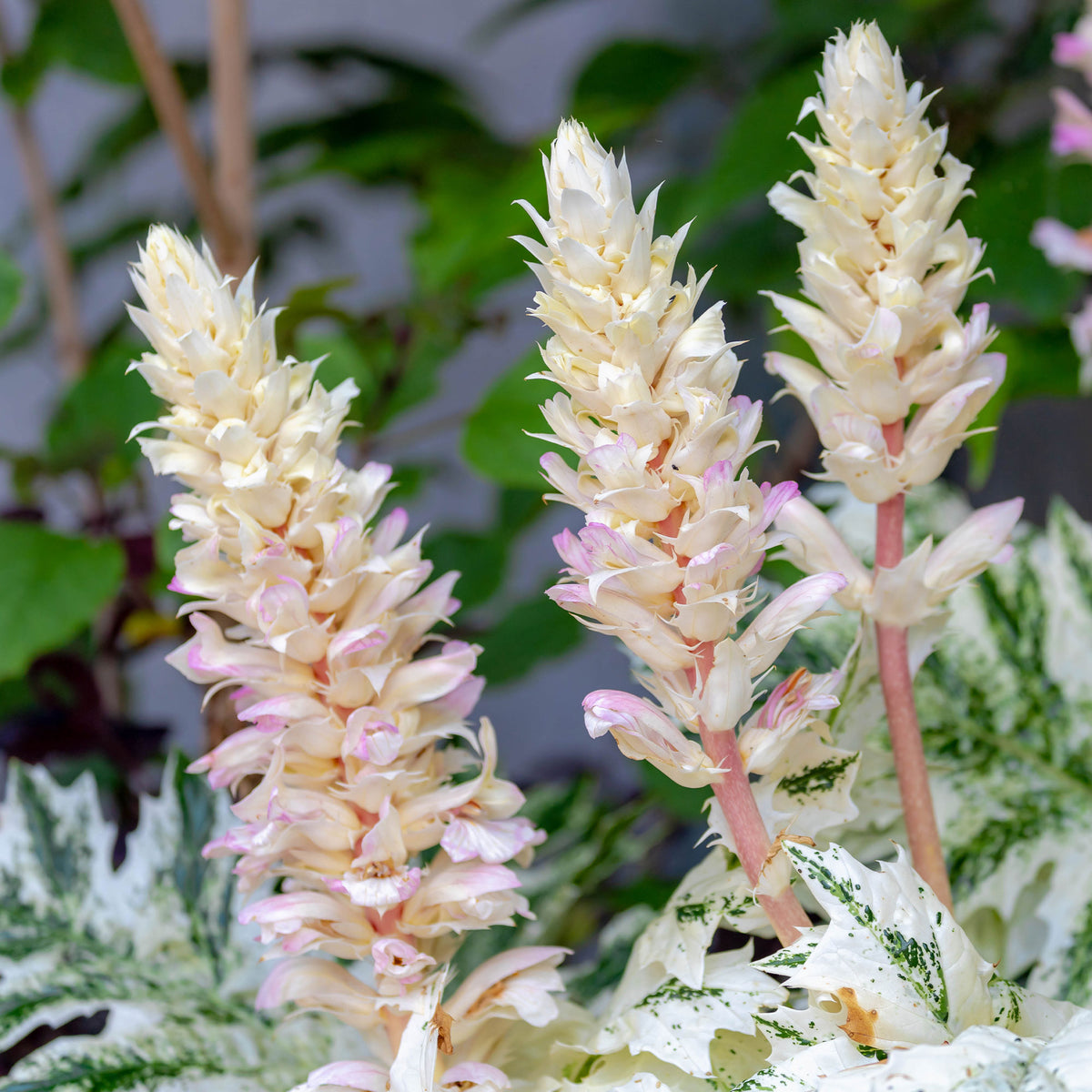 Stekelige berenklauw de Tasmanie Angel - Acanthus hybride tasmanian angel - Bakker