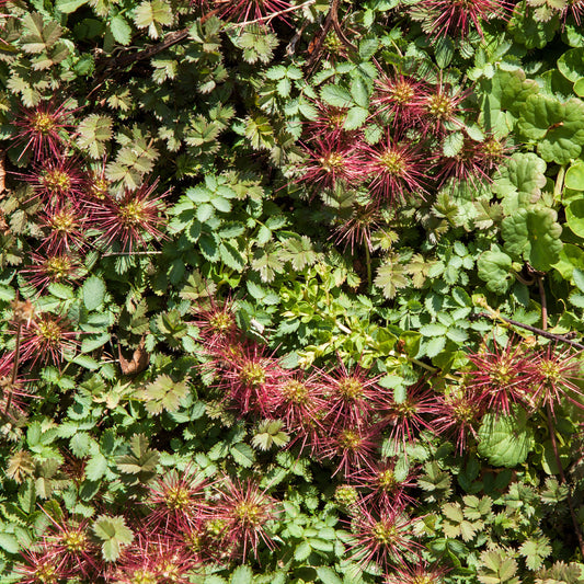 Stekelnootje Kupferteppich - Bakker
