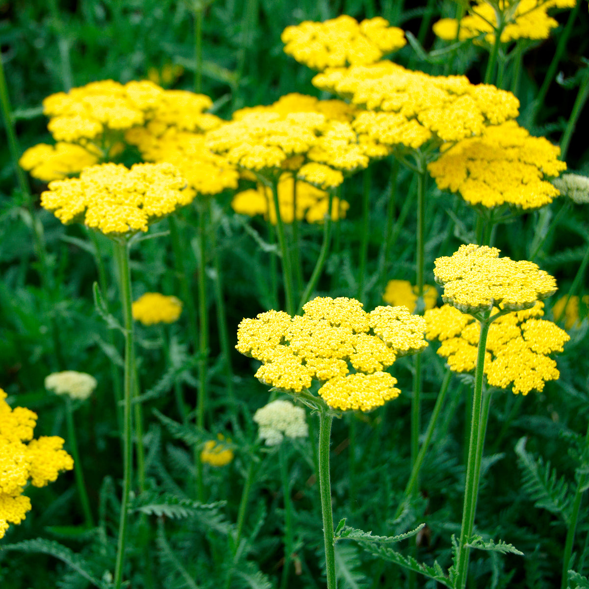 Duizendblad Coronation Gold - Bakker