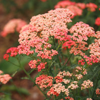 Duizendblad millefeuilles Apricot Delight - Achillea millefolium Apricot Delight - Bakker