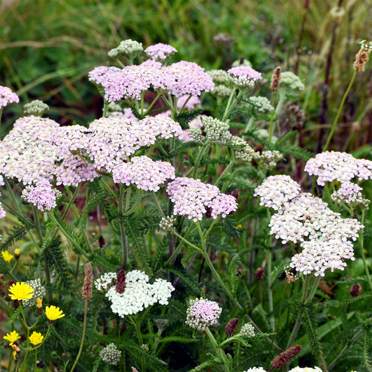 3x Duizendblad Lilac Beauty - Bakker