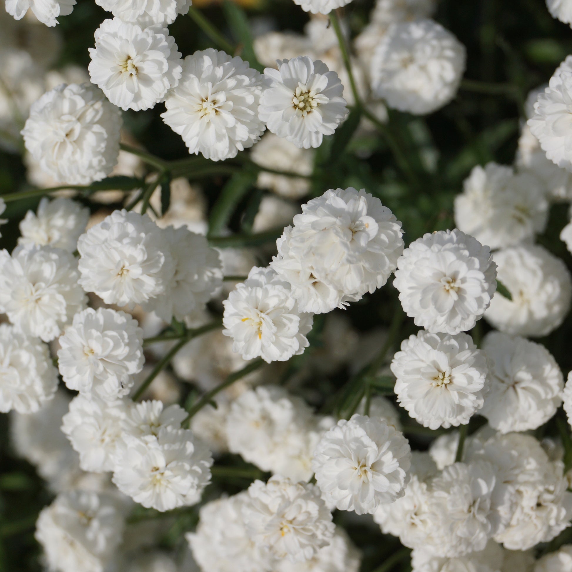 Duizendblad The Pearl - Achillea ptarmica the pearl - Bakker