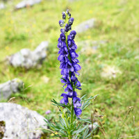 Verkoop Monnikskap Casque de Jupiter - Aconitum napellus