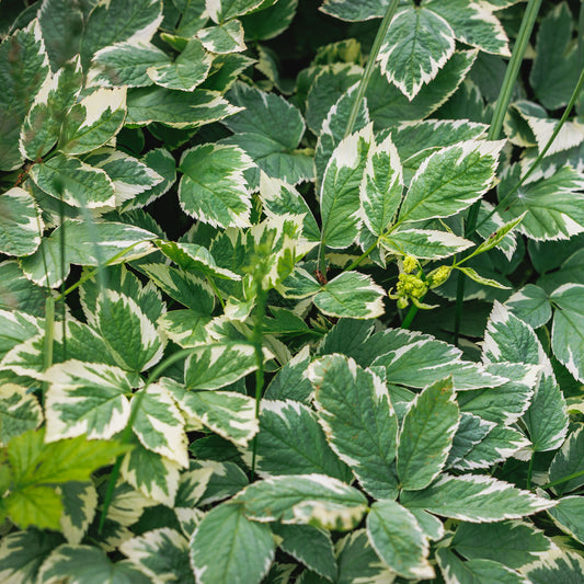 Herbe aux goutteux panachée - Bakker