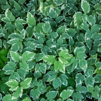 Herbe aux goutteux panachée - Aegopodium podograria variegatum - Bakker