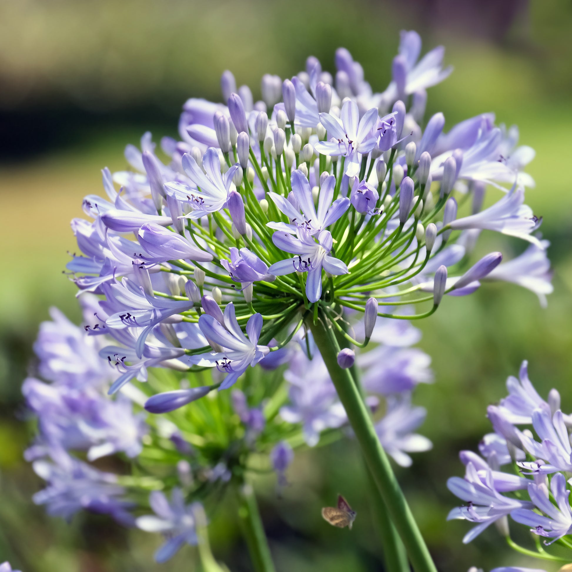 Afrikaanse lelie Peter Pan - Agapanthus Peter Pan - Bakker
