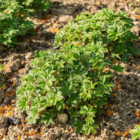 Alchemilla - Vrouwenmantel - Alpiene vrouwenmantel - Alchemilla alpina