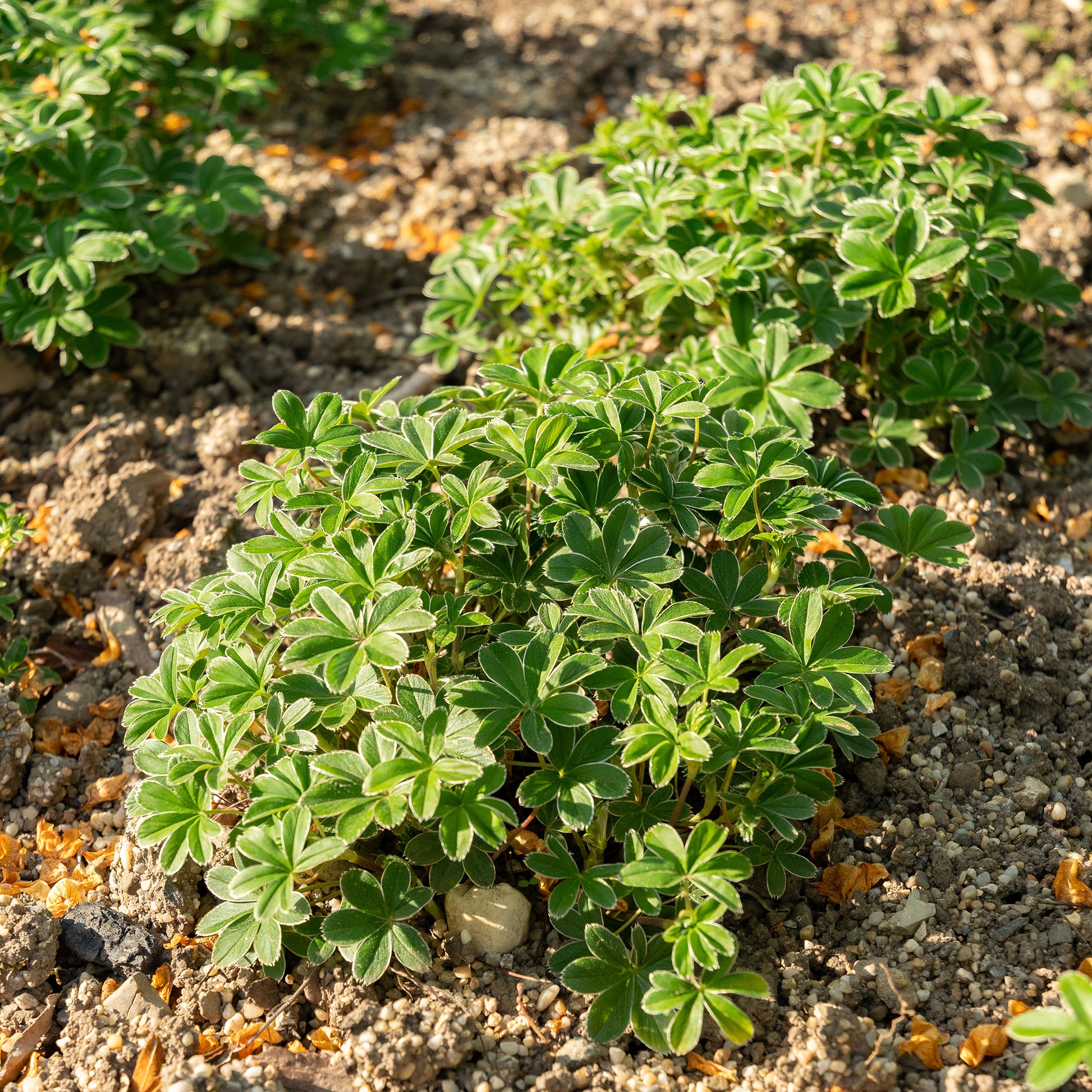 Alchemilla - Vrouwenmantel - Alpiene vrouwenmantel - Alchemilla alpina