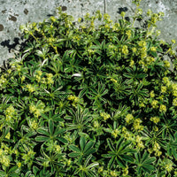 Verkoop Alpiene vrouwenmantel - Alchemilla alpina