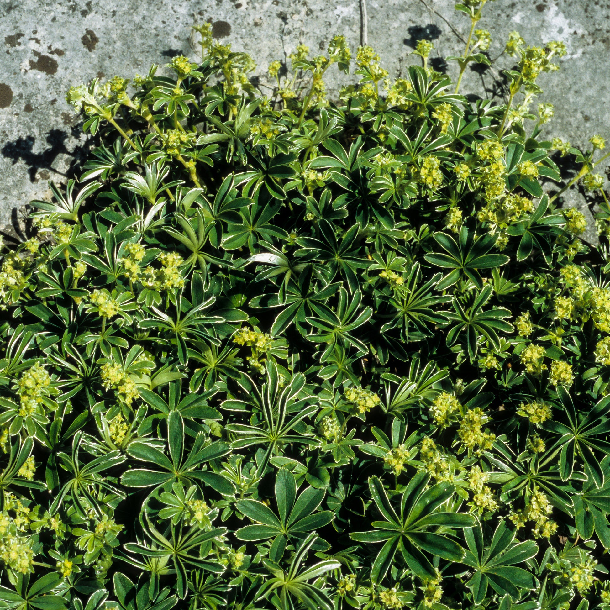 Verkoop Alpiene vrouwenmantel - Alchemilla alpina